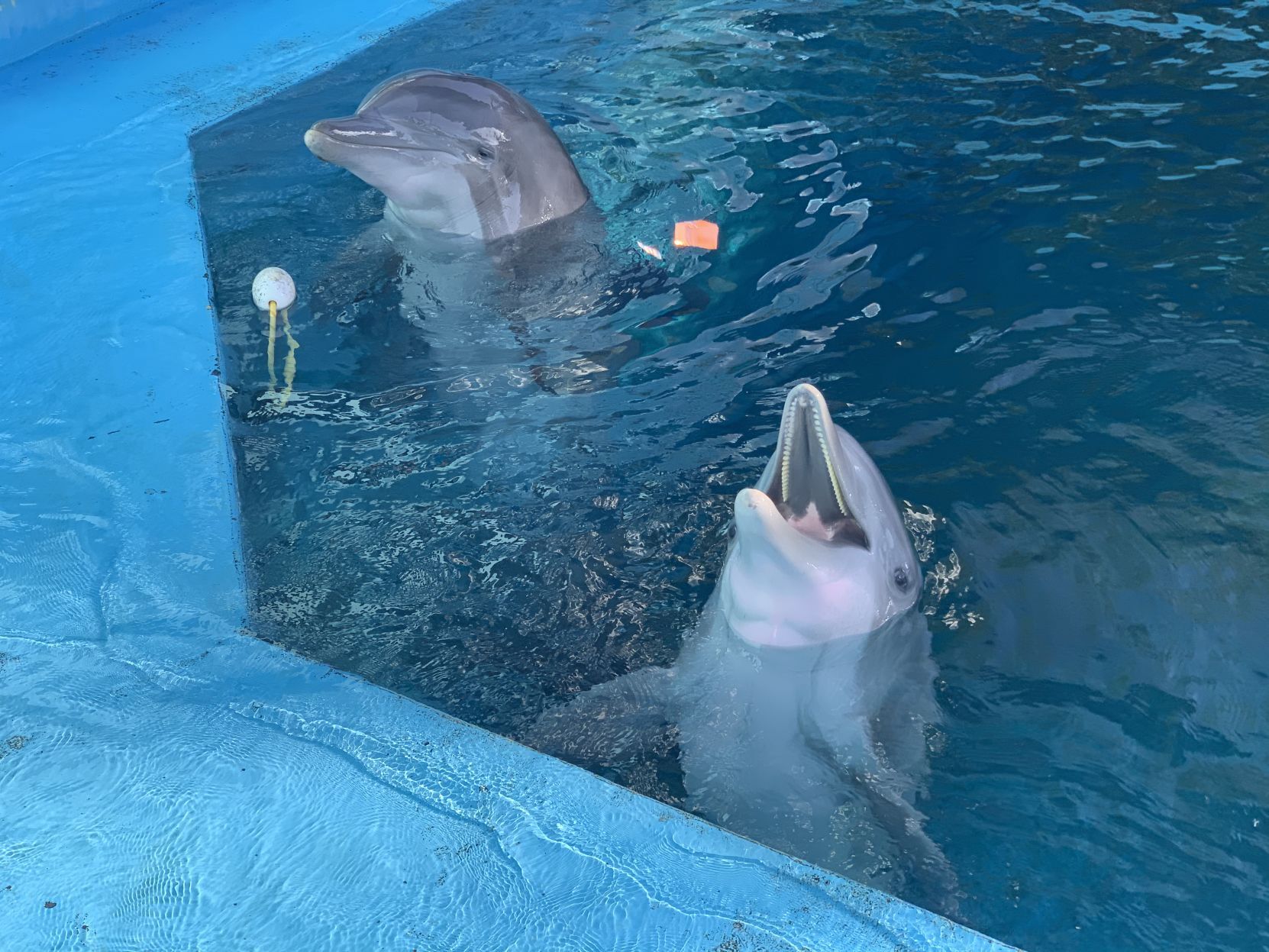 Six Flags dolphins